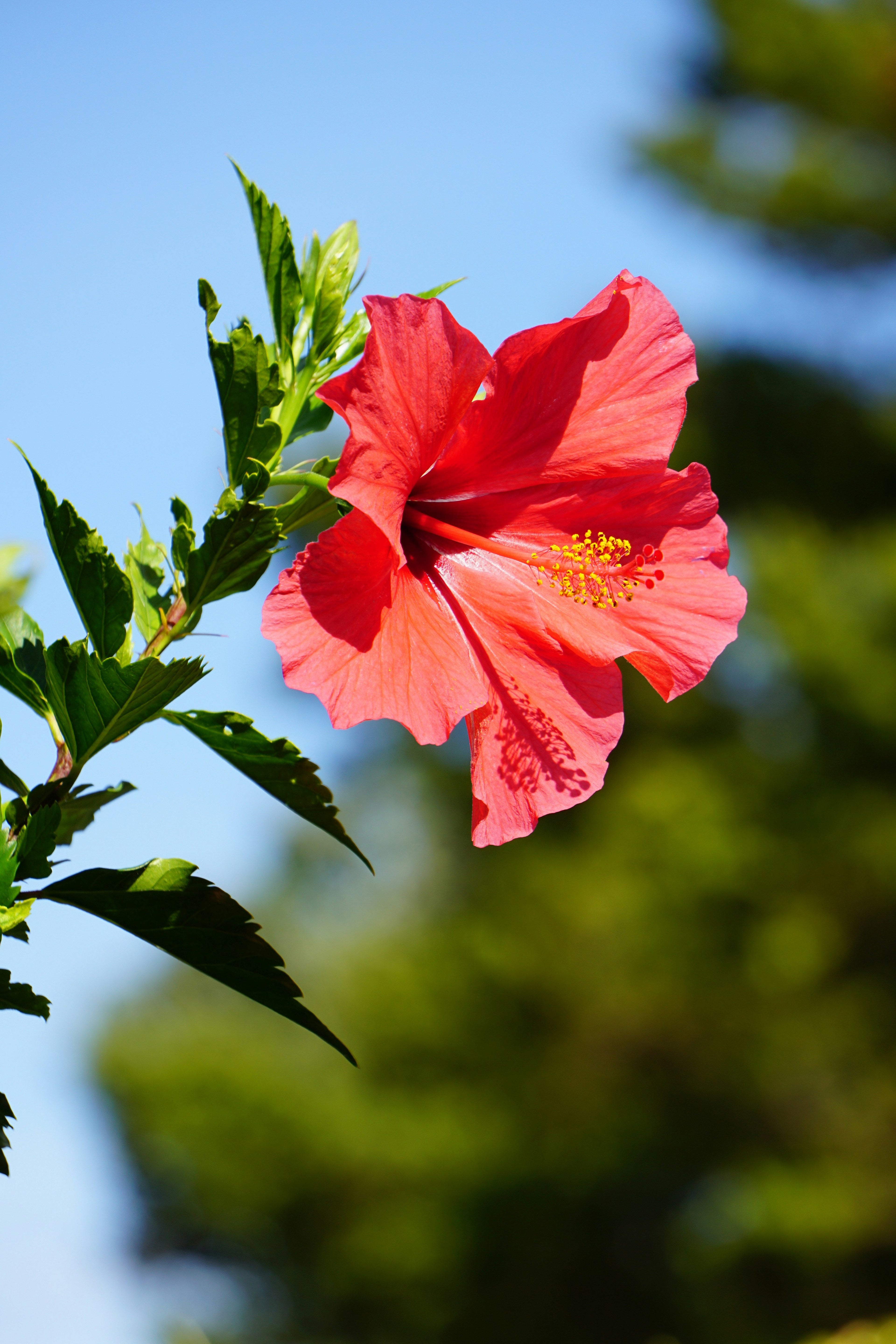Why you should drink hibiscus during your period